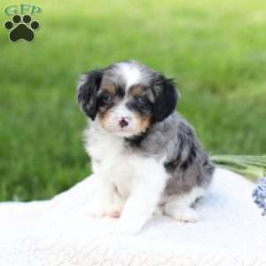 Londyn, Cavapoo Puppy